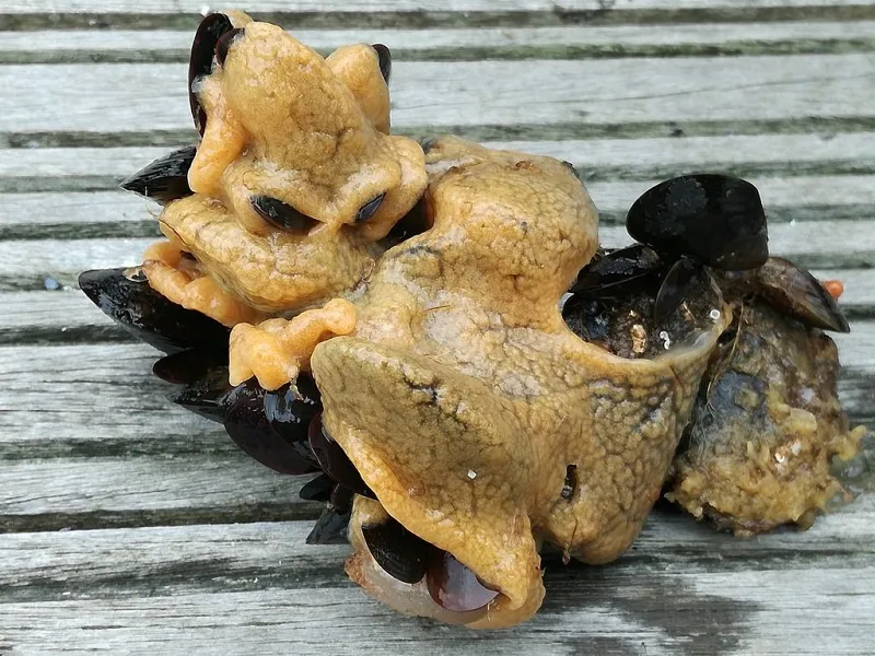 Vomă de mare
