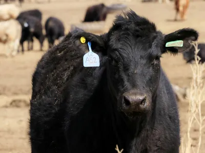 Zeci de vaci din rasa Black Angus au fost furate de pe un câmp, în Neamț - Foto: Profimedia Images (Imagine cu rol ilustrativ)