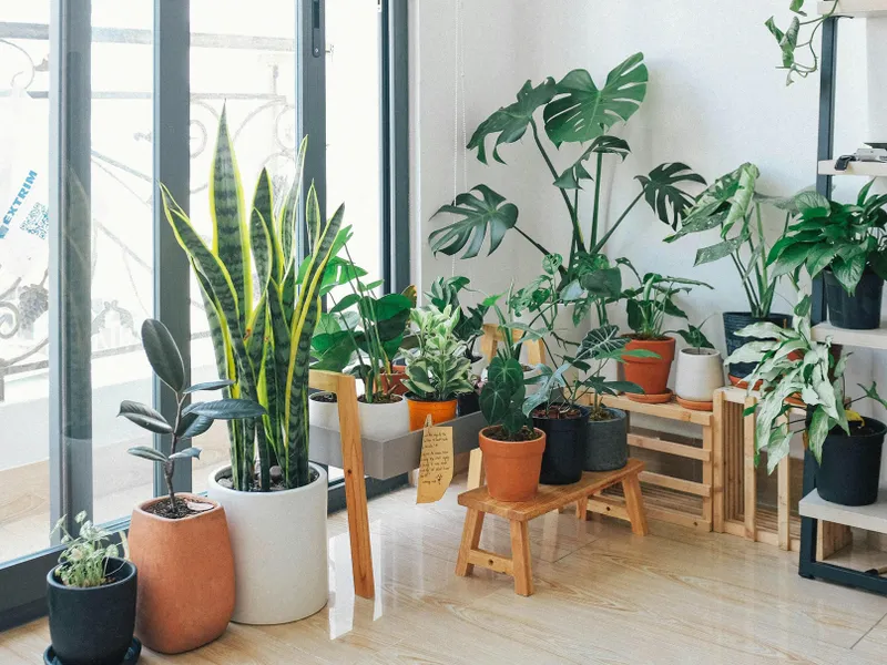 Plante ce purifică gratis aerul din casă. Esențiale dacă stai la oraș. Aer curat fără aparate scumpe - FOTO: Pexels (imagine cu rol ilustrativ)