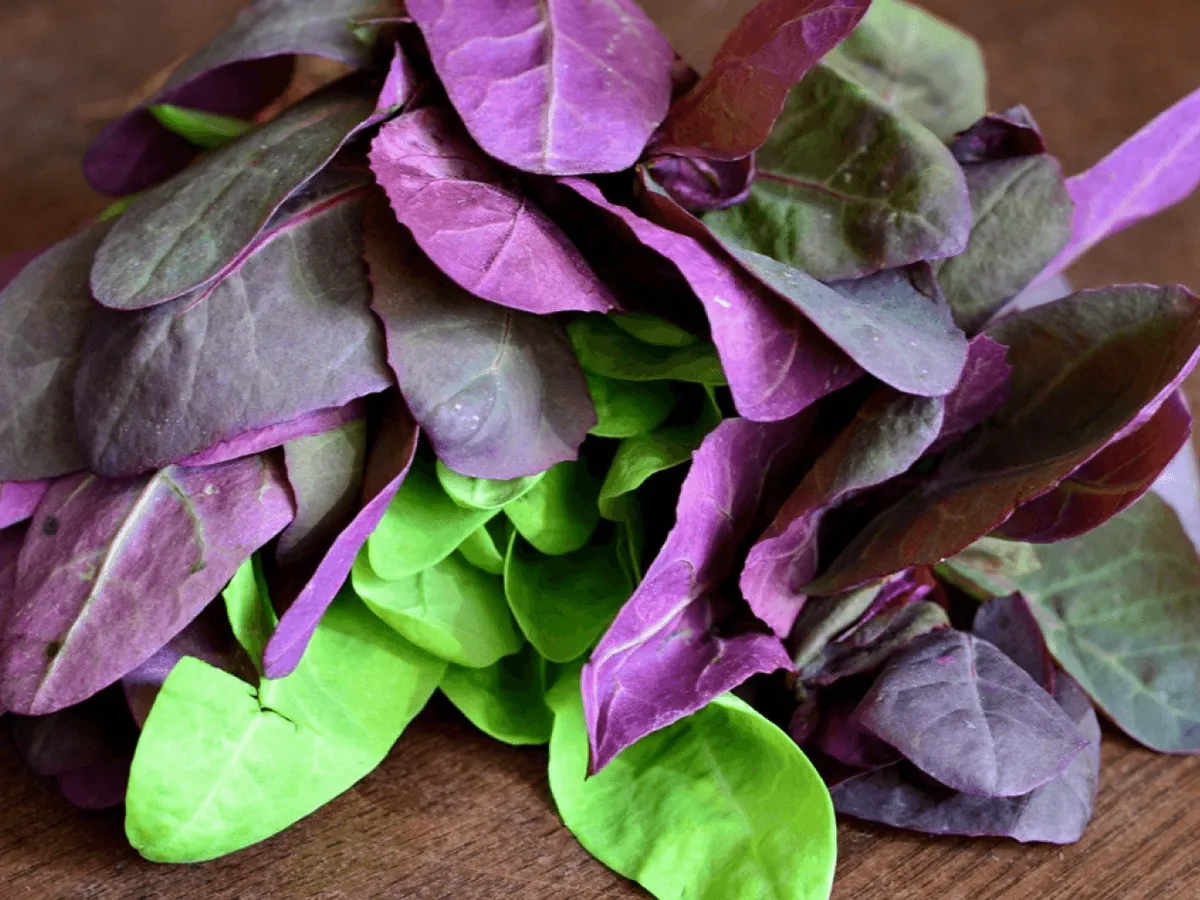 Buruiana numită „aur verde” care crește în spatele casei, detox pentru organism. Curăță colonul - Foto: Freepik (imagine cu rol ilustrativ)