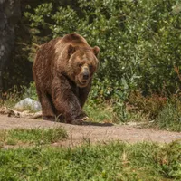 VIDEO Spectacol oferit de un urs în Munții Carpați. A „furat” din apucăturile omului - Foto: Freepik