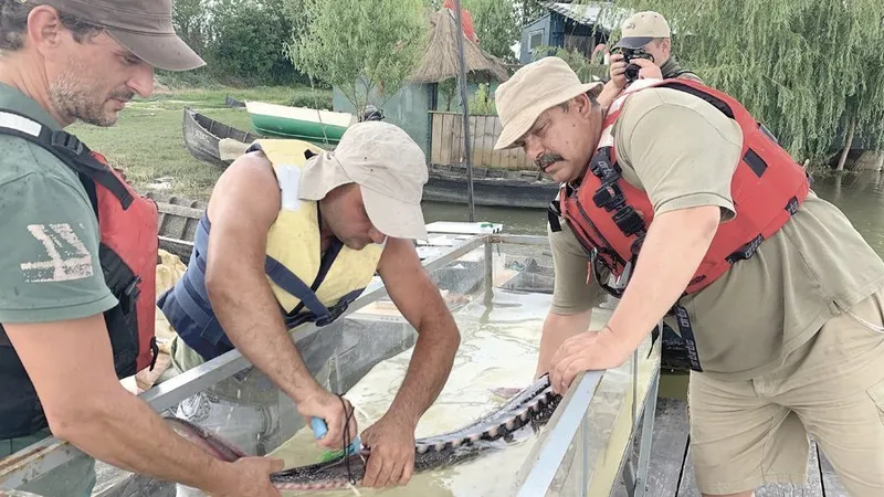 Sturion marcat pentru observații ştiințifice