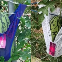 Motivul pentru care un fermieri a pus lenjerie intimă pepenilor din grădină. Ce spune? - Foto: Ji Huang