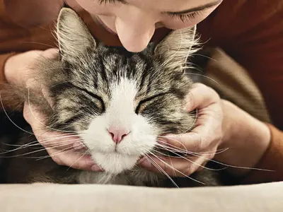 Imagine cu rol ilustrativ Foto: purina.eu