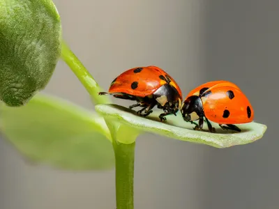 Câte specii de insecte există pe Pământ - Foto: Pexels (imagine cu rol ilustrativ)