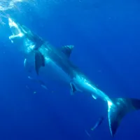 Delfinii și pasagerii unui avion care se prăbușea au salvat viața unui surfer urmărit de un rechin - FOTO: Profimedia
