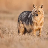Șacalii dispar din Delta Dunării. Autoritățile îi vor reloca pentru a diminua distrugerile - Foto: Profimedia images (imagine cu rol ilustrativ