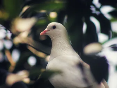 Porumbel alb - Foto: Pexels (cu rol ilustrativ)