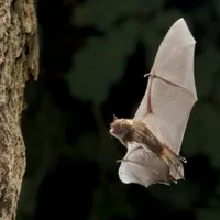 O peșteră din România ascunde 15 specii de lilieci. Aici trăiește și „mustăciosul” - Foto: Profimedia Images/ Imagine cu caracter ilustrativ