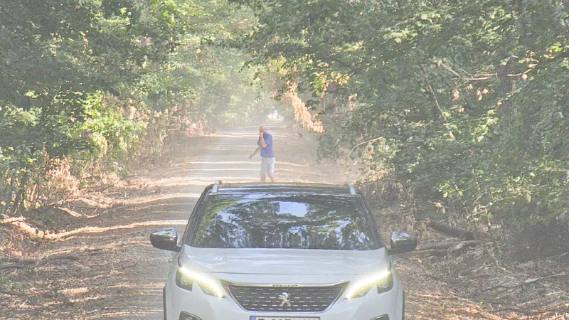 Drumul forestier din Pădurea Băneasa - Foto: Platforma Civică Împreună pentru Centura Verde