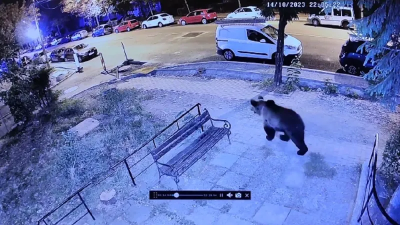 Ursul s-a plimbat câteva ore pe străzi Foto: Captură facebook