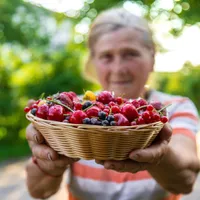 Fructul zilei, un diuretic natural din grădina ta. Mică și plină de vitamine. Acră, dar și dulce - Foto: Profimedia Images (imagine cu rol ilustrativ)