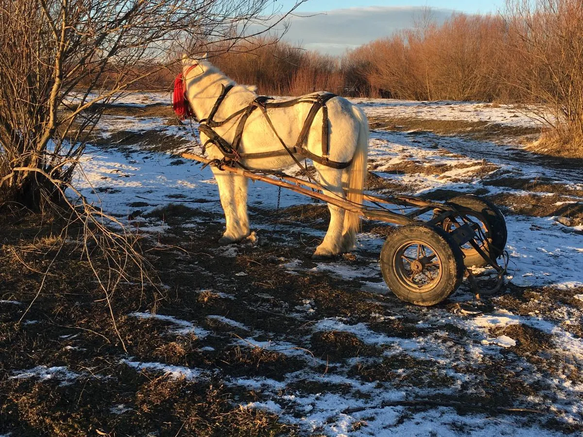 Un bărbat a fost găsit înecat în râul Moldova. Caii și căruța erau abandonate pe mal  - Foto: ISU / imagine cu rol ilustrativ