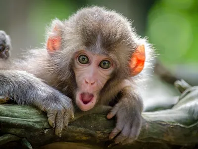 China confirmă prima infecție și primul deces provocat de un virus transmis de maimuțe/FOTO: Unsplash
