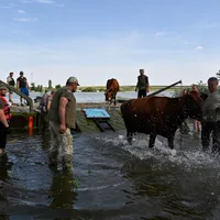 Marea Neagră devine „groapă de gunoi și cimitir de animale" - Foto: Profimedia