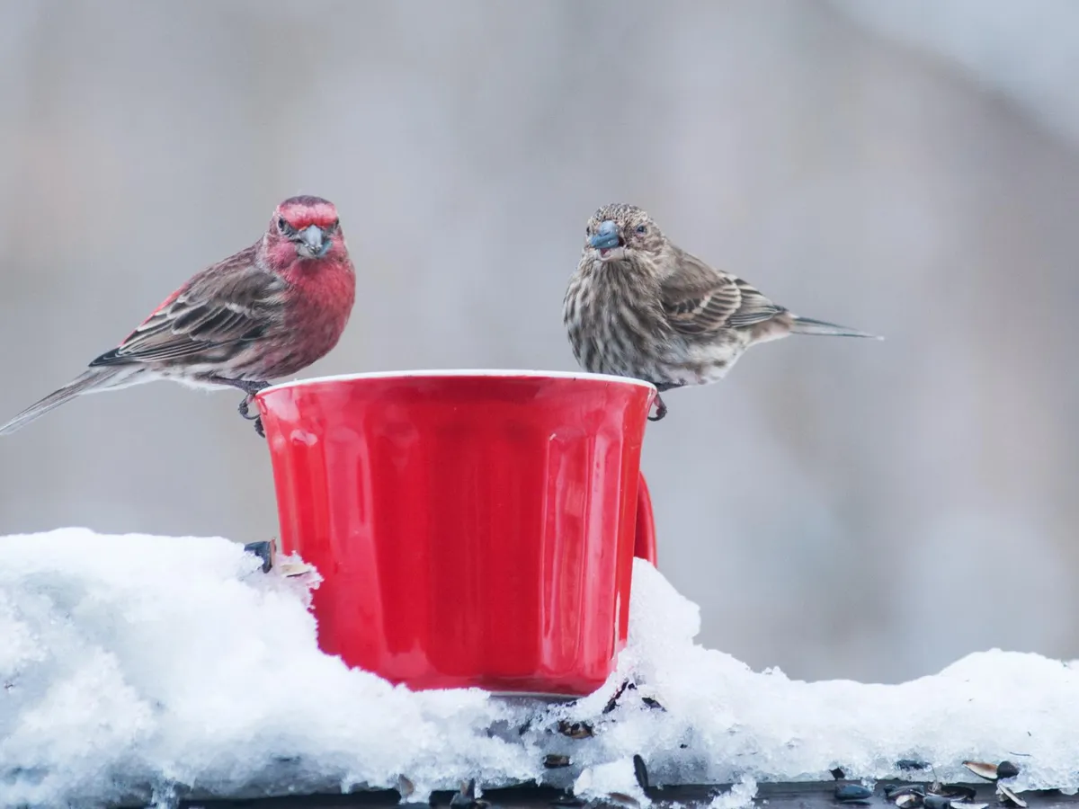 Motivul pentru care trebuie să pui un castron cu apă în curte în luna decembrie. Trebuie să adaugi și o piatră