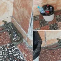Unii șerpi au ajuns în scara blocului/Foto: Facebook/ observatornews.ro