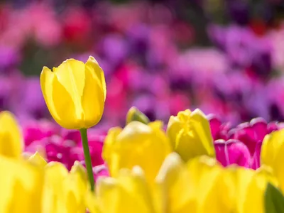 VREMEA completă de Paște. Cum vor fi temperaturile de 1 Mai și de sărbătorile pascale Foto: Pexels (fotografie cu caracter ilustrativ)