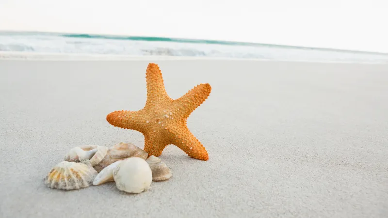 Stea de mare Foto: Freepik (rol ilustrativ)