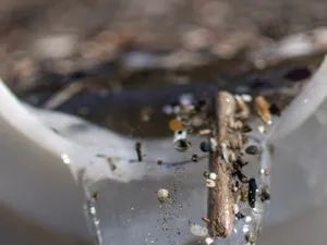 Microplasticul poate să fi ajuns şi în creier - Foto: Profimedia Images