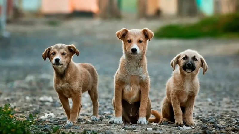 Președintele Coreei de Sud consideră necesară interzicerea consumului cărnii de câine/FOTO: Unsplash