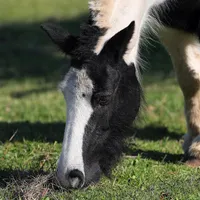 Cum se descurcă proprietarii de animale din Iași pe caniculă? - Foto: INQUAM PHOTOS/Stefan Constantin