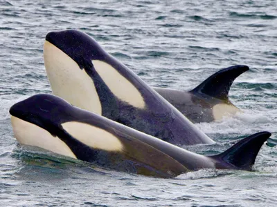 Balene ucigașe-Foto: Whale Scientist