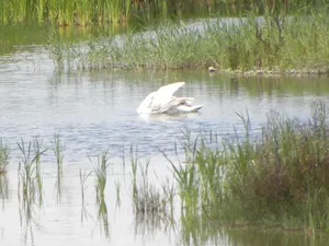 VIDEO O lebădă a fost salvată de pompierii din Giurgiu