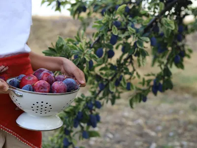 Femeie cu prune - Foto: Pexels (Imagine cu rol ilustrativ)