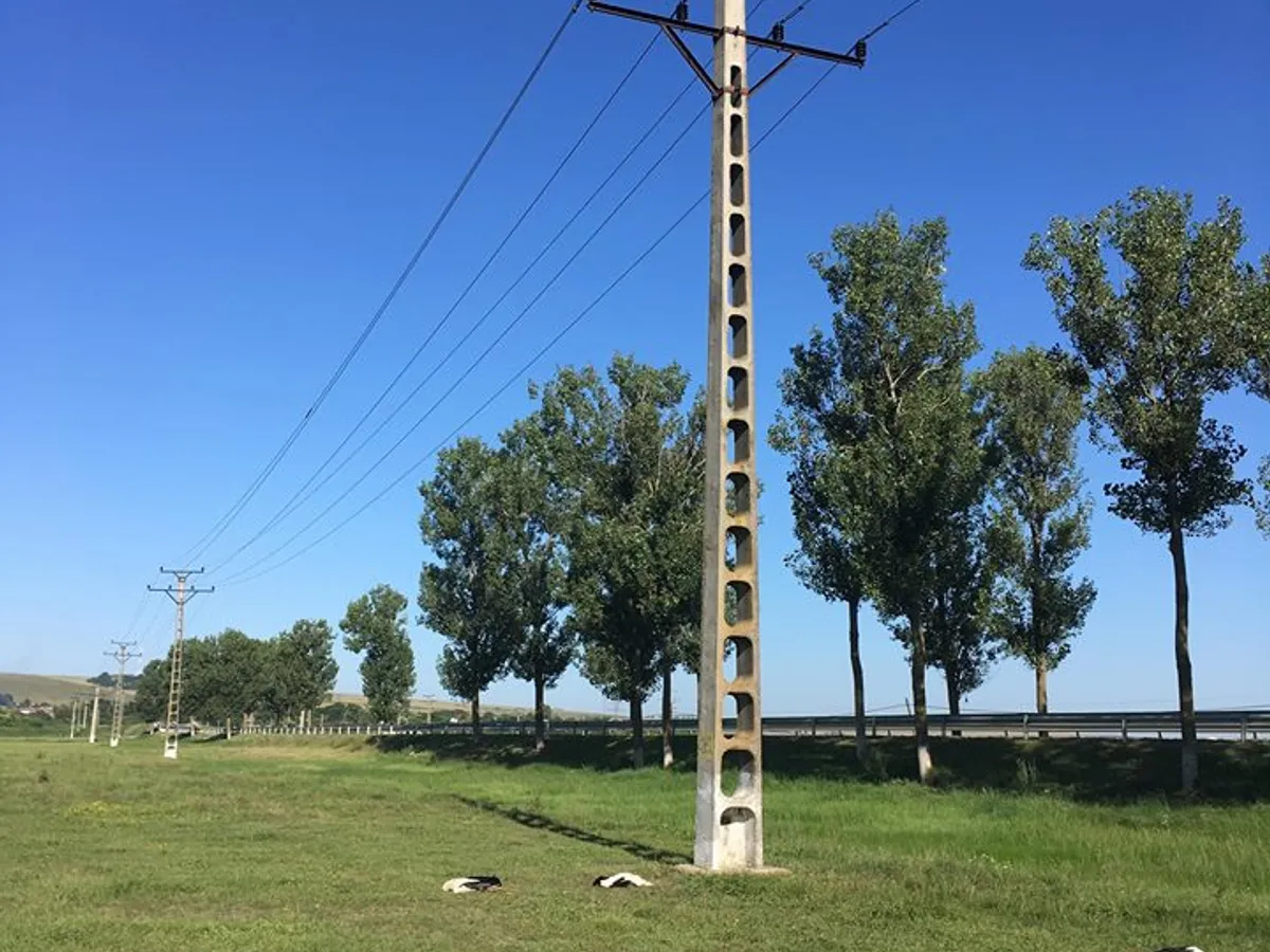 Berze moarte prin electrocutare, la Iași. Firele nu erau izolate. FOTO: SOR