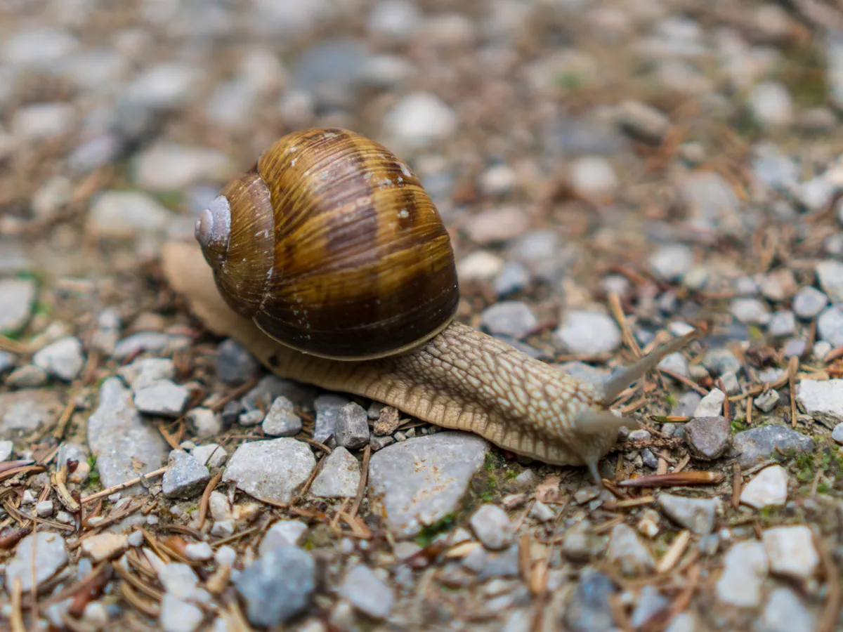 Un melc mergând pe pietre mici în natură - Foto: Magnific.com (Imagine cu rol ilustrativ)