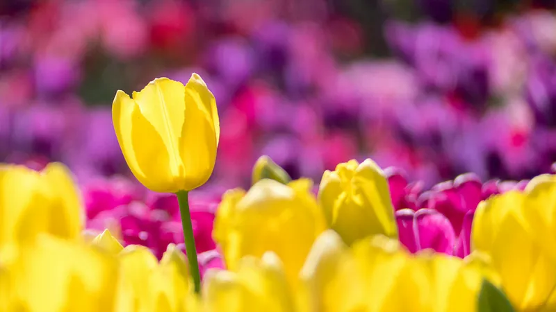 VREMEA completă de Paște. Cum vor fi temperaturile de 1 Mai și de sărbătorile pascale Foto: Pexels (fotografie cu caracter ilustrativ)