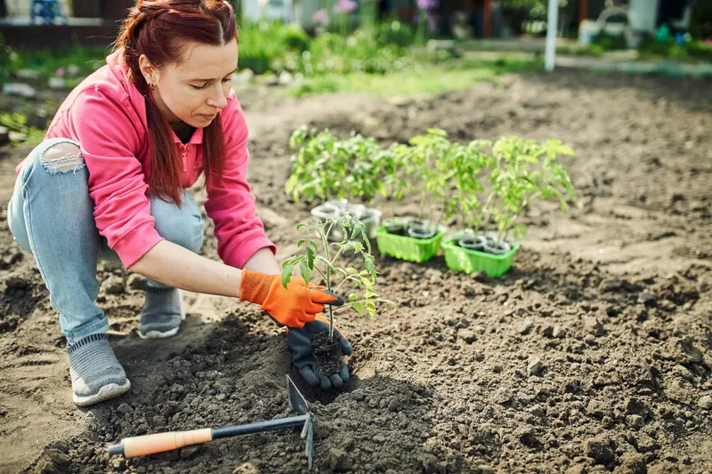 Persoană care plantează flori - Foto: Freepik (Imagine cu rol ilustrativ)