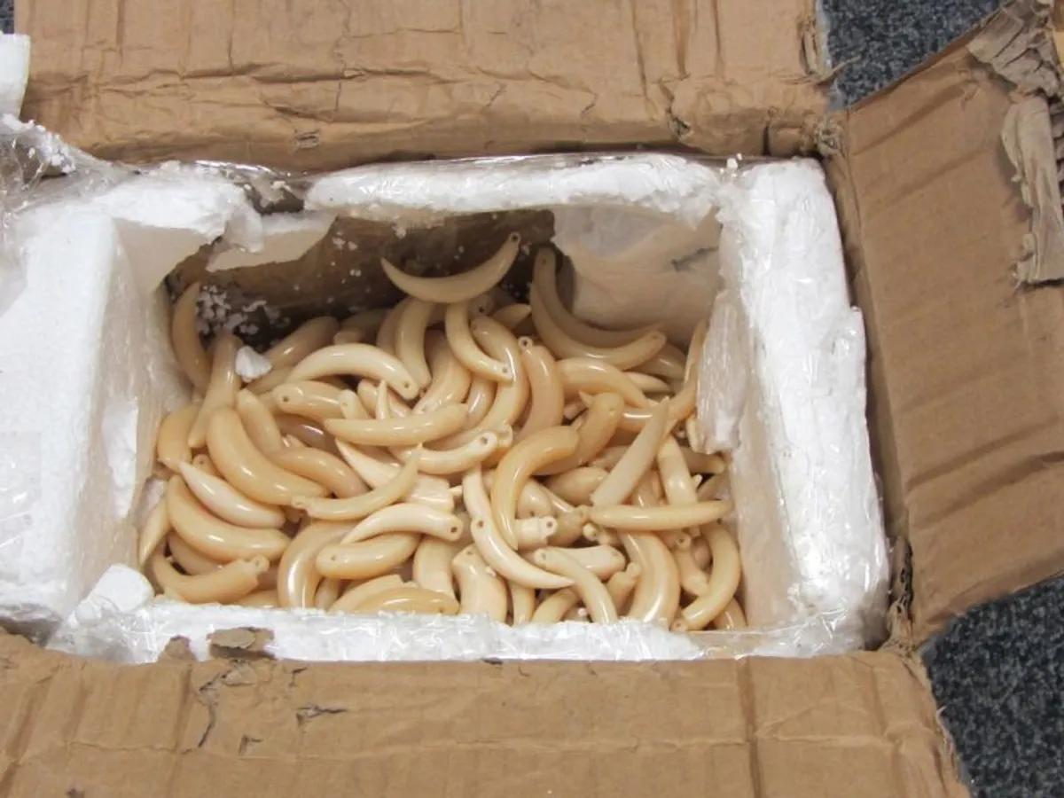 Elephant ivory seized at London’s Heathrow Airport on its way from Nigeria to China. Photo: Credit: UK Home Office / Creative Commons
