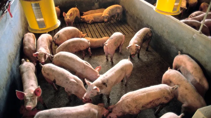 Fermă de porci - Foto: Profimedia