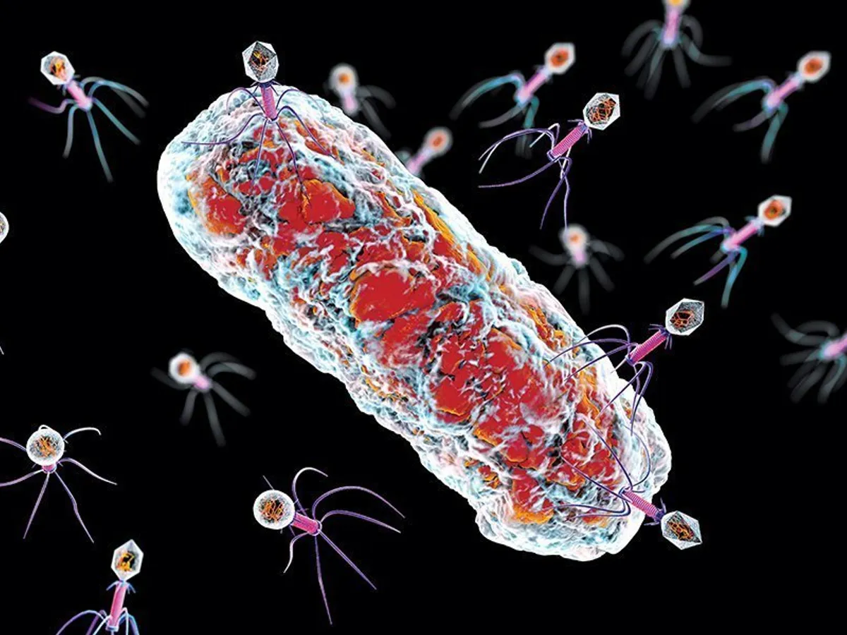 SALVARE Virusurile care atacă bacteriile, numite bacteriofagi, conțin material genetic și fibre care se atașează unei anumite tulpini de bacterii