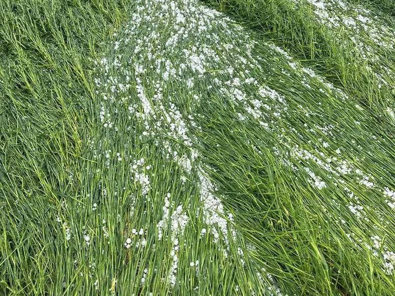 Seceta și grindina, dezastru în agricultură. Peste 40% din agricultorii asigurați au avizat daune - Foto: Agra Asigurari