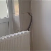 Un șarpe de peste un metru a ajuns în sala de mese a unui spital din Balș Foto: captură Facebook