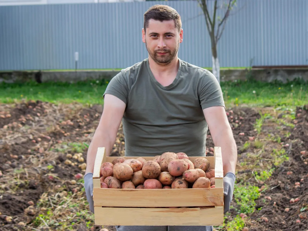 Unde nu trebuie să plantezi niciodată cartofii în grădină. Vei pierde întreaga recoltă dacă nu respecți regula