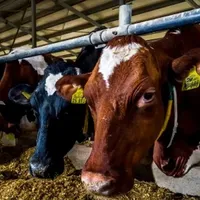 Fiscul vrea să îngroape afacerea unei mici antreprenoare din Iași - Foto: ZdI