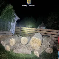 Lemn rar folosit pentru instrumente muzicale, tăiat ilegal în Suceava. Ce au descoperit polițiștii Foto: Politia Română