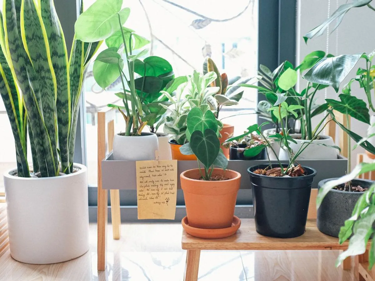 Plante - Foto: Pexels (Imagine cu rol ilustrativ)