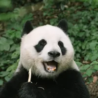 Urs panda - Foto: Pexels