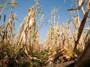 Suprafaţă totală afectată de secetă în România este de 150.565 hectare. / Foto: Facebook