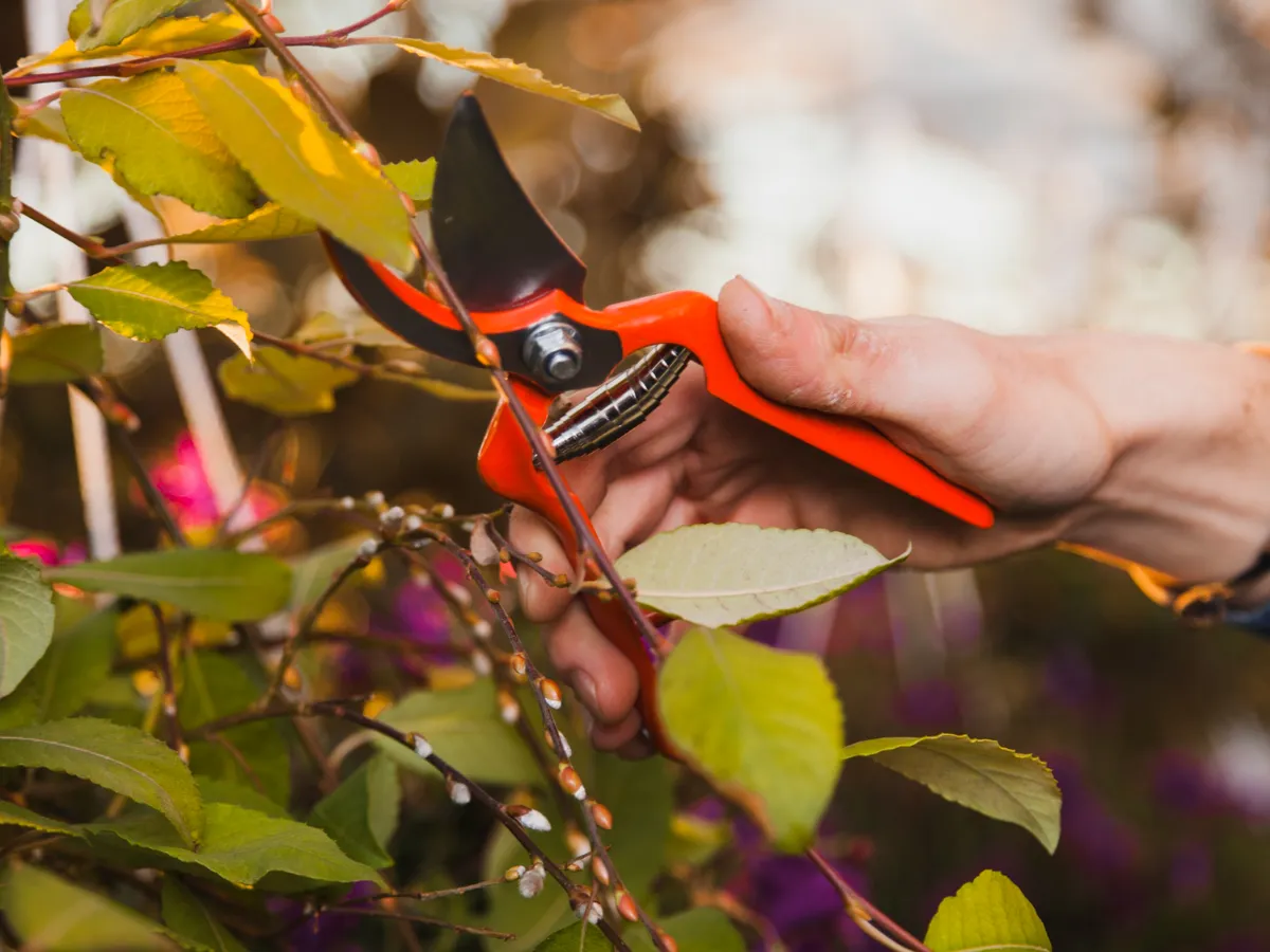 Tăiere arburst - Foto: Freepik