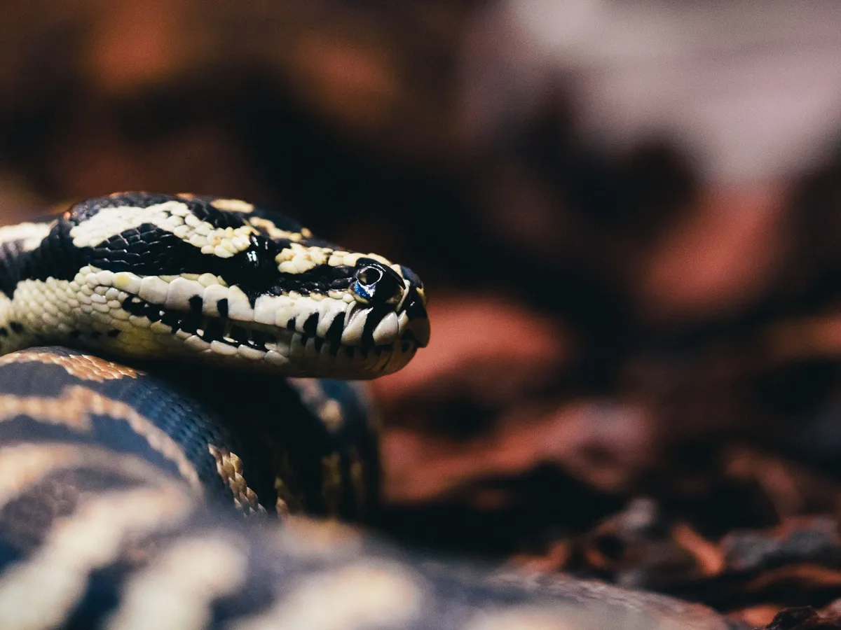 Șarpe Foto: Pexels (imagine cu rol ilustrativ)