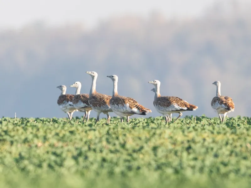 Foto: Asociația Grupul Milvus