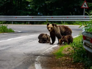 Prezența urșilor în zonele locuite, o problemă majoră în România. 13 apeluri la 112 într-o săptămână - Foto: Profimedia images - Caracter ilustrativ