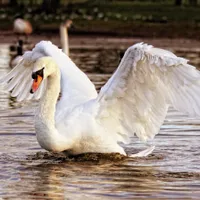Lebădă, imagine cu caracter ilustrativ - Foto: Pexels