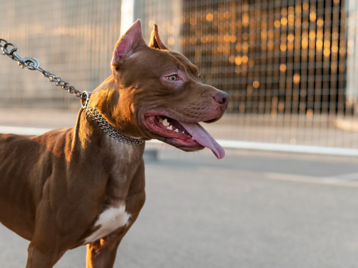 Amendă uriașă unei persoane fiindcă nu a pus botniţă câinelui său. Animalul a atacat copilul unui vecin